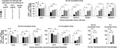 Circulating Chromogranin A Is Cleaved Into Vasoregulatory Fragments in Patients With Pancreatic Ductal Adenocarcinoma